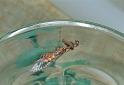 Mantispa_styriaca_F2201_Z_80_Les Gris_Frankrijk